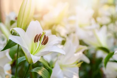 easter lilies photo